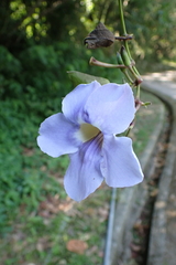 Thunbergia