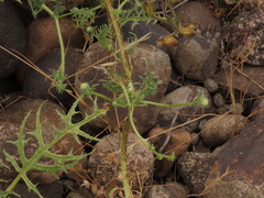 Loasa illapelina
