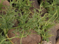 Loasa illapelina