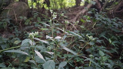 Lepidagathis stenophylla