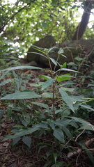 Lepidagathis stenophylla