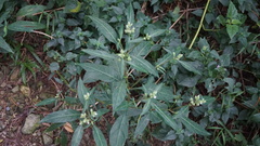 Lepidagathis stenophylla