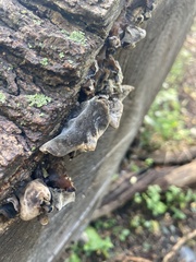 Auricularia