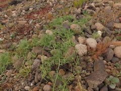 Loasa illapelina