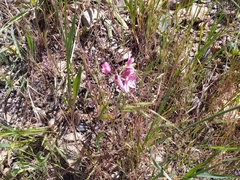 Ixia scillaris