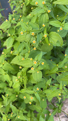 Galinsoga parviflora