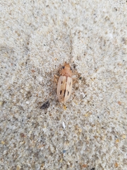 Eurynebria complanata