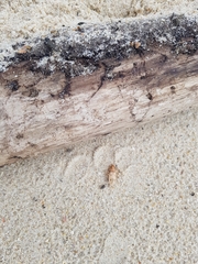 Eurynebria complanata