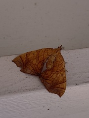 Eulithis diversilineata