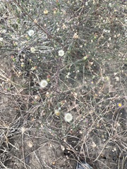 Symphyotrichum divaricatum