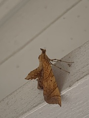 Eulithis diversilineata
