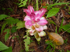 Curcuma