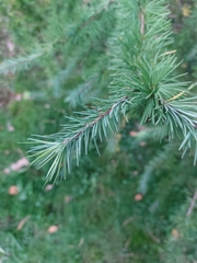 Larix potaninii
