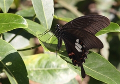 Papilio helenus