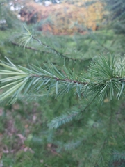 Larix potaninii