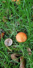 Leratiomyces ceres