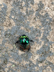 Phanaeus palaeno