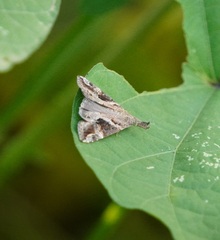 Hypena laceratalis