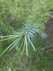 Larix potaninii