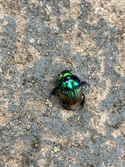 Phanaeus palaeno