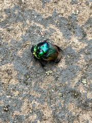 Phanaeus palaeno
