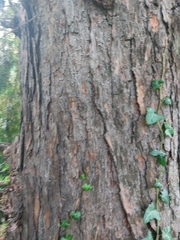 Larix potaninii