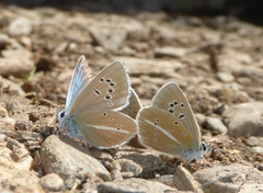 Polyommatus damon