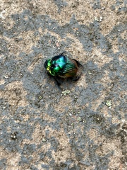 Phanaeus palaeno