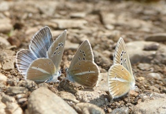 Polyommatus damon