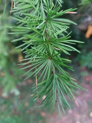 Larix potaninii