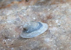 Ancylus fluviatilis