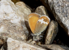 Coenonympha arcania