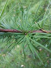 Larix potaninii