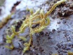 Antitrichia curtipendula