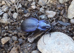 Carabus problematicus