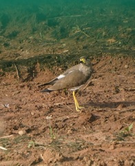 Vanellus malabaricus