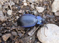 Carabus problematicus