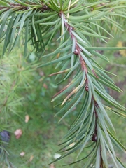 Larix potaninii