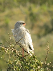 Melierax canorus canorus