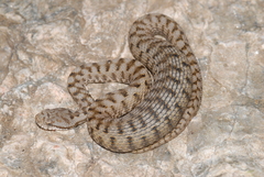 Vipera aspis aspis