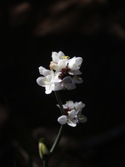 Libertia chilensis
