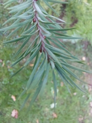 Larix potaninii