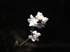 Libertia chilensis