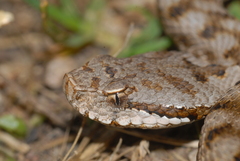Vipera aspis aspis