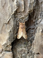 Ptilophora plumigera