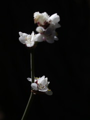 Libertia chilensis
