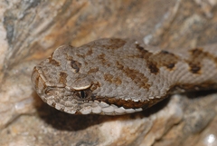 Vipera aspis aspis