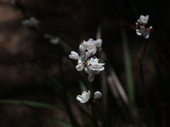 Libertia chilensis
