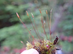 Ditrichum heteromallum