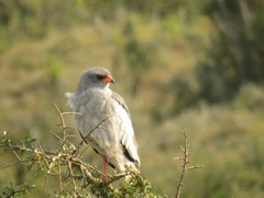 Melierax canorus canorus